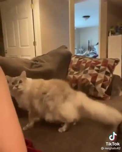 Please pet me Hooman!!