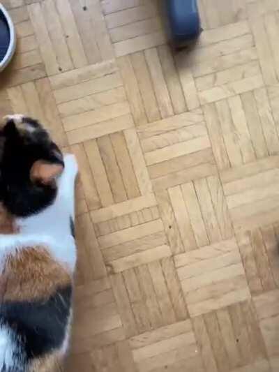 Another Sushi yell compilation