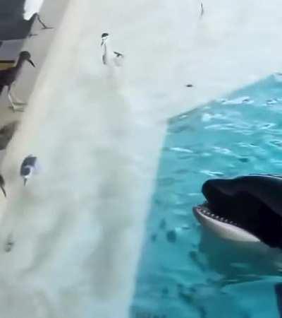 Orcas are master baiters!
