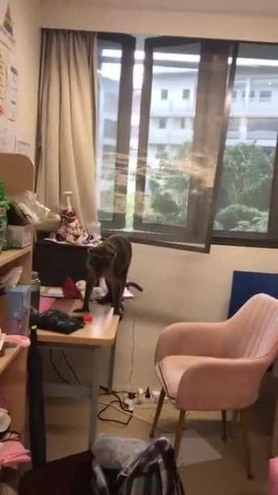 Monke invading NTU dorm (Singapore)