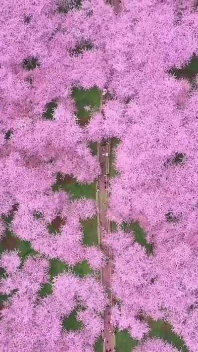 The world's largest cherry blossom garden, Guizhou