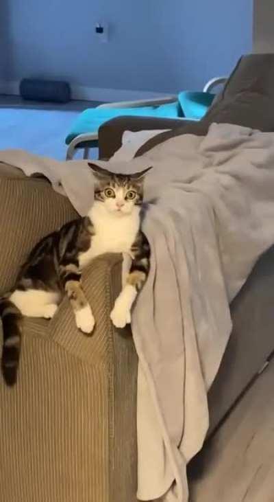 Reacting to the sound of a new electric toothbrush