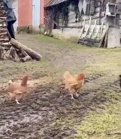 The chickens might have had themselves handled, but if you don't want your chickens attacked by a cat, maybe...move the cat?