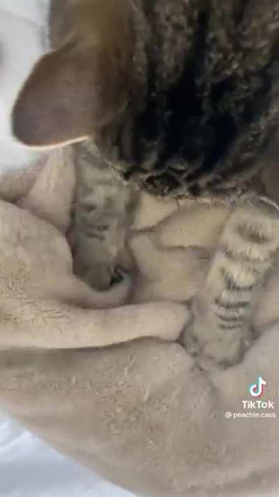 I saw this on tt lmao