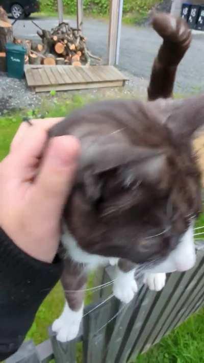 My neighbors cat risking it all for some scritches 