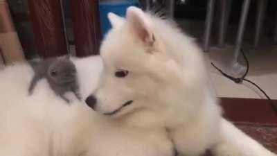 the kitten trembles when the dog breathes