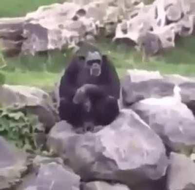 Heil mein führer Monke