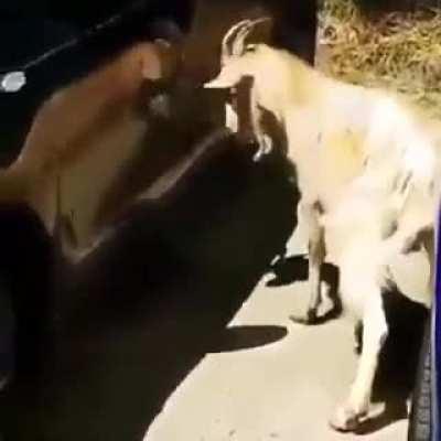 Без пяти минут шашлык.