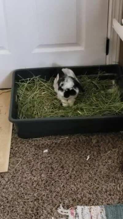 Charlene, also known as Funny Face, also known as Bean