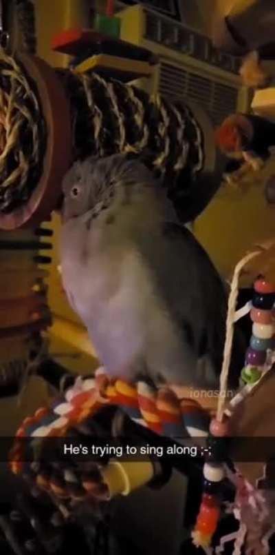 My parrot doing his very best to sing along to Bloody Stream ;-;