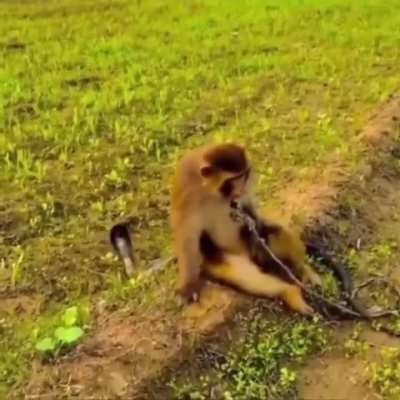 Elm cuando lleva 2 semanas sin ganar pasta en las slots xddddd