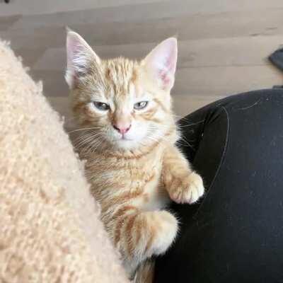 His slow blink says it all ❤️