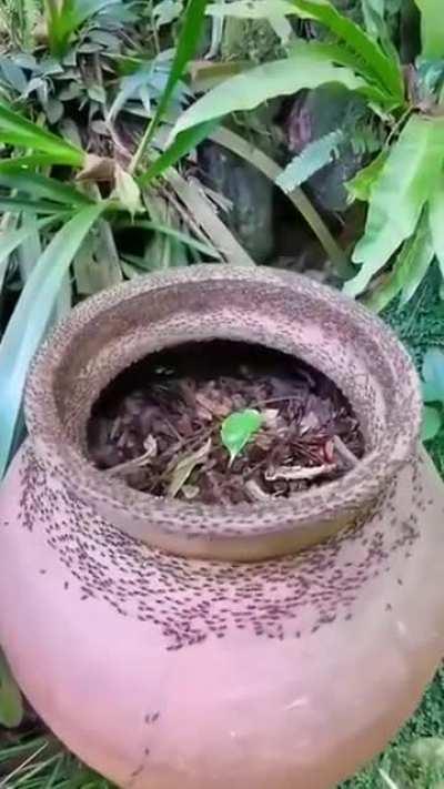 Some kind of ant ritual?