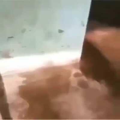 CANTANDO PROS MEU BICHANOS ❤❤❤❤