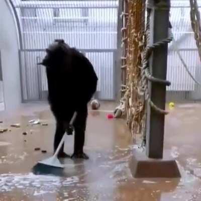 Один из работников Таллиннского зоопарка забыл в клетке с шимпанзе щётку — внезапно обитатель вольера принялся сперва подметать пол, а затем и мыть окна