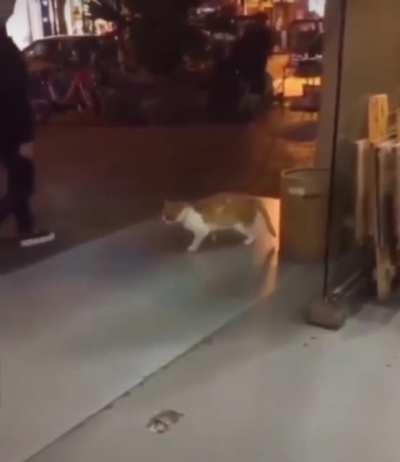 Don’t disturb my moonwalk hooman!