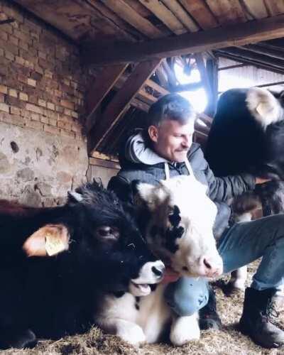 This guy works at an animal sanctuary where he cares for the cows he helped rescue