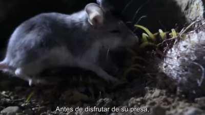 Para Rubiu, que sabemos que le gustan los bichos (Soy malo editando y la idea original del meme no es mía)