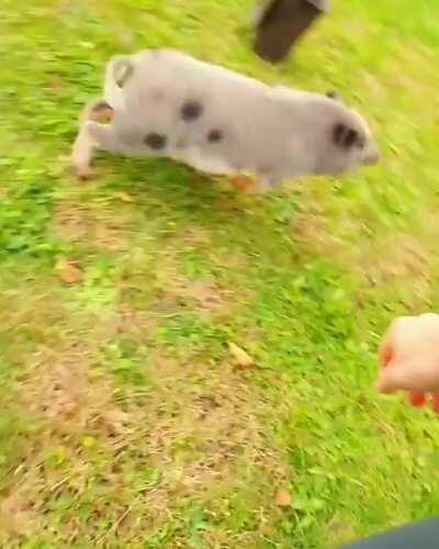 Linda with some excited play time zoomies