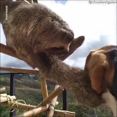 Sloths can pet?