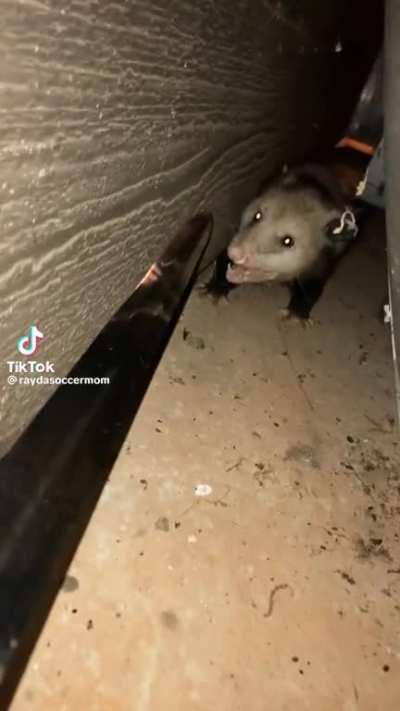 Rare video of what Asmon does when heâs not streaming