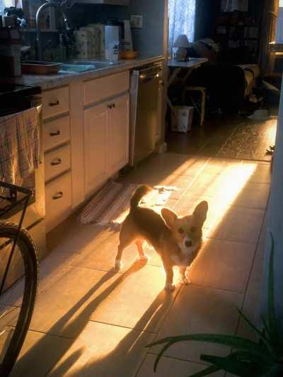 Currently dogsitting this [L]ittle guy. ❤️ ❤️ ❤️