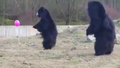 Bears playing with a balloon