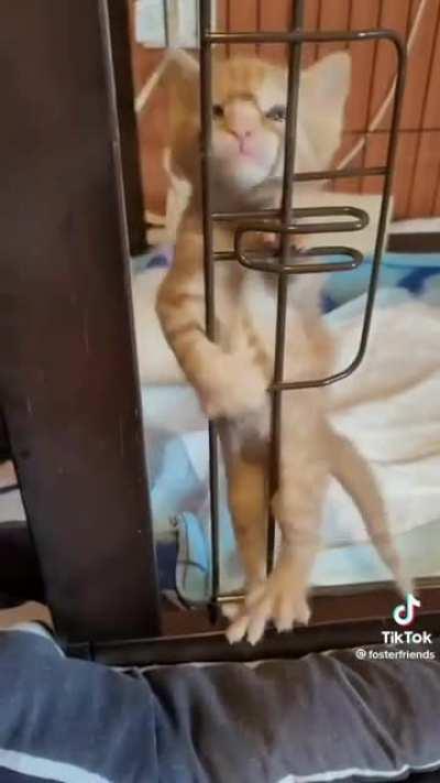 After a long struggle, the fugitive was able to escape his cell and rejoin his gang.