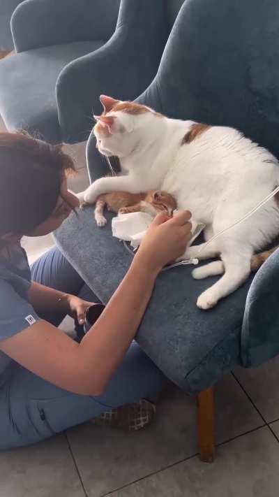 Resident vet nurse Rico helps take care of an injured kitten 