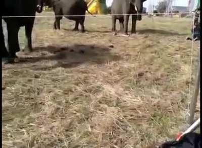 Body slammed by an elephant