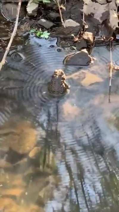 What's the frequency, toad?