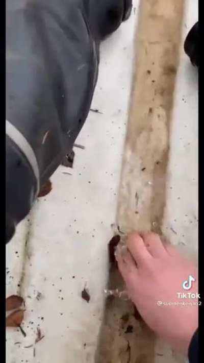 I cannot speak their language but understood every word