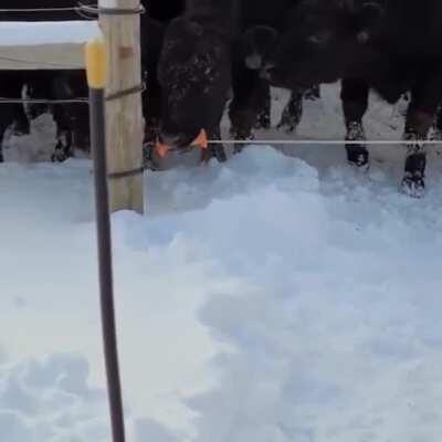 Clever cow outsmarts electric fence