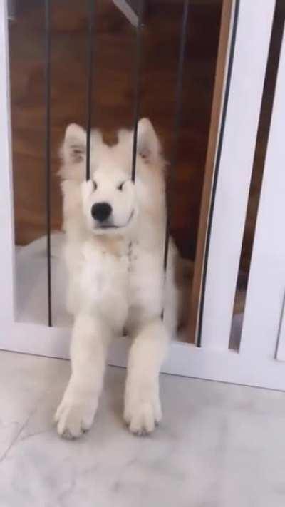 WoLf gEtS ImPALeD bY a cLOsiNG GaTE iN SuLTaN'S CAsTLe.