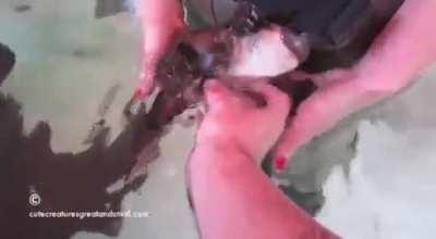 Platypus flippy flaps