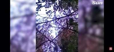 Man Kicks Bear, Almost Becomes Lunch