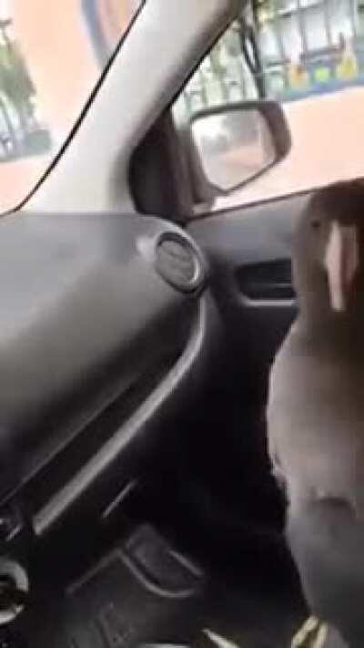 Los gringos apenas conocen este clásico