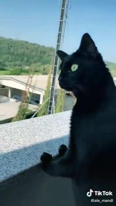 The look on this cat's face is basically how I've reacted to everything for the last few days.