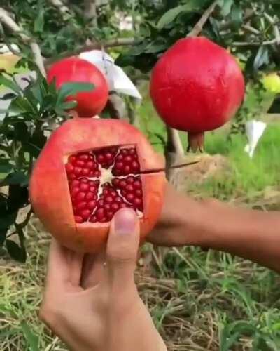 slicing a pomegranate