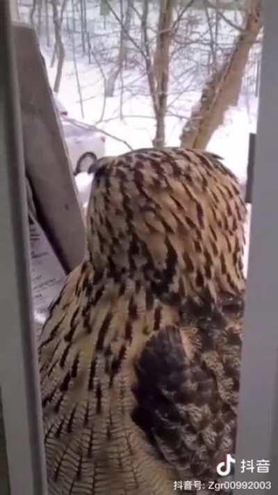 Is that an owl? WTF! Was that a cat? WTF!