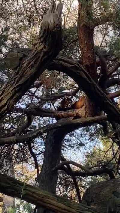 Red Panda love at Woodland Park Zoo in Seattle