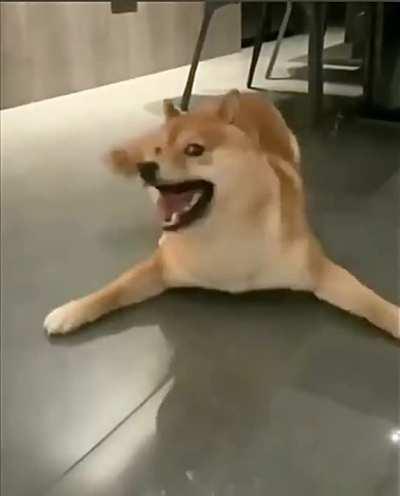 Is this a dog or maybe a seal?