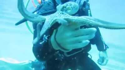 🔥 octopus wants pets