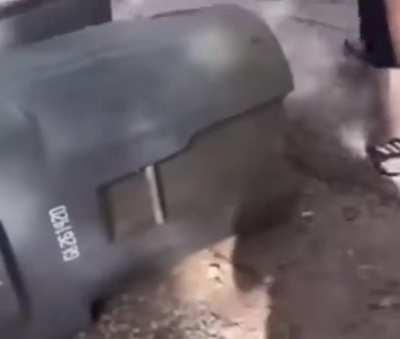 trash bin hater, the self-destroying lady