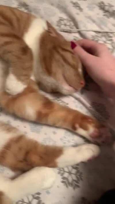 Sleepy squeaks from Sid :)