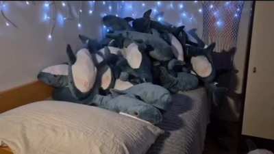 INFESTATION ALERT! NOT A DRILL! THEY HAVE TAKEN OVER!