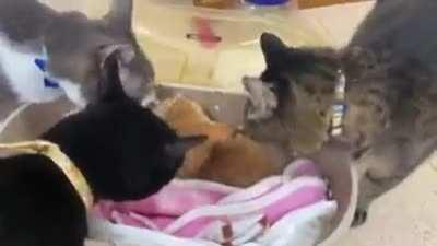 The newcomer was welcomed warmly