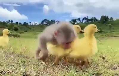 Happiness spans species...