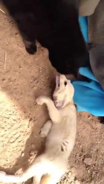 Fennec Fox reunites with his best friend William the cat