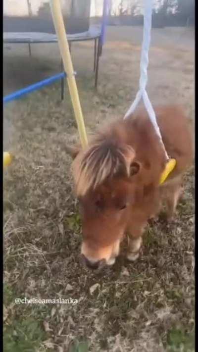 sorry I'm late to work. my pony got stuck in a swing...